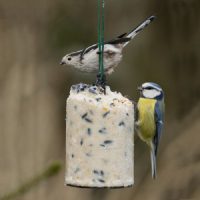 NT Peanut Cake + Seeds