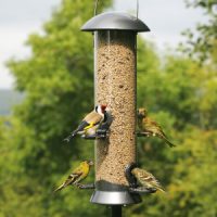 CJ Adventurer Seed Feeder