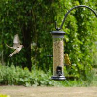 NT Apollo Seed Feeder 2 Port (NT)