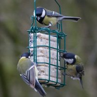 NT Rhine Cake Feeder