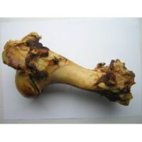 Dinosaur Bone!!!!