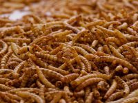 Mealworms Bulk BOX