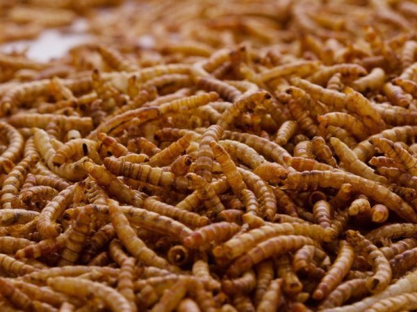 Mealworms Bulk BOX