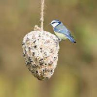 Berry Suet Filled Pine Cone